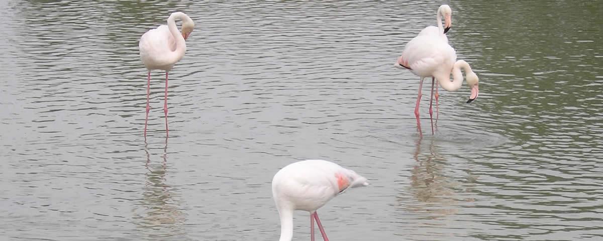 Flamingos im Wasser