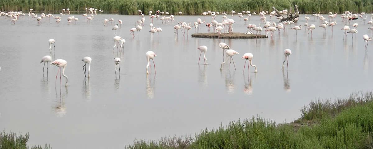 Flaingos in der Camargue