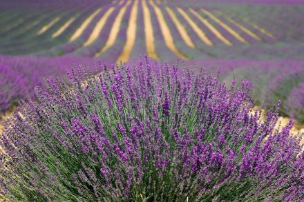 Lavendel in der Provence