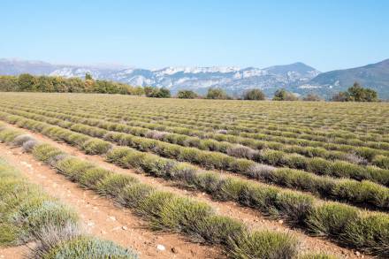 Plateau de Valensole