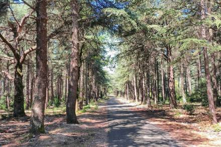 Forêt de Cèdres im Kleinen Luberon