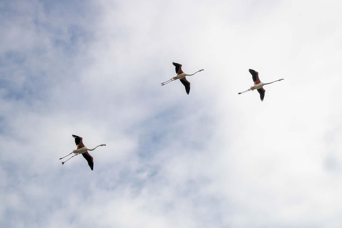 Flamingos im Flug