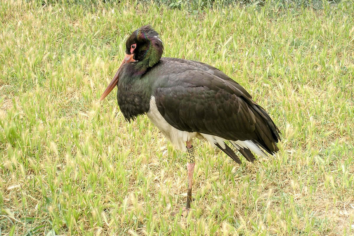 Schwarzstorcch in der Camargue