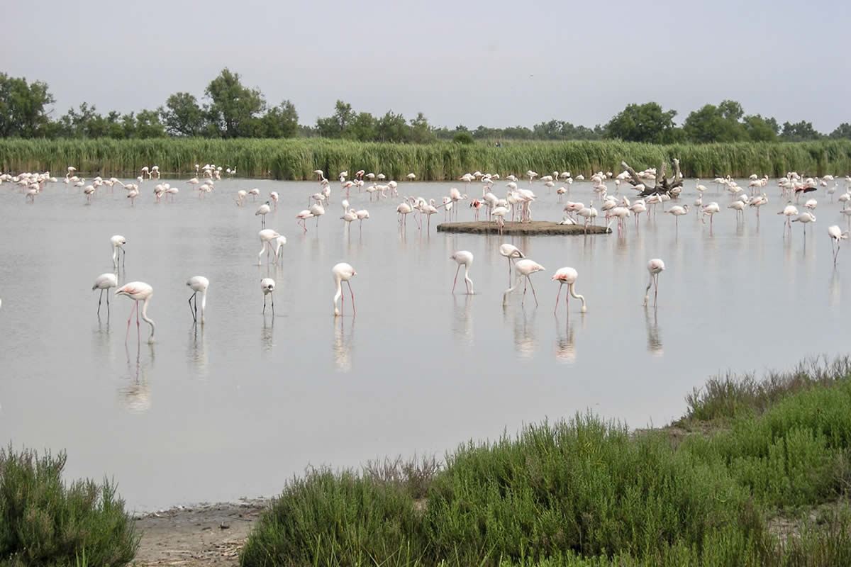 Flaingos in der Camargue