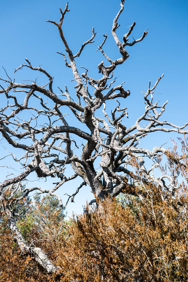 Abgestorbener Baum Gorge de l'Oppedette