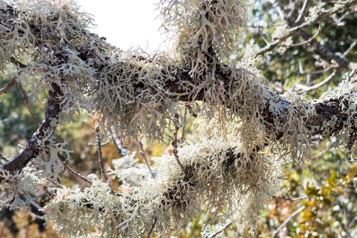 Flechten auf einem Baum