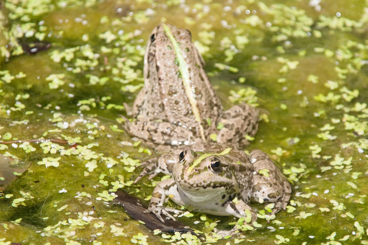 Frösche im Gartenteich