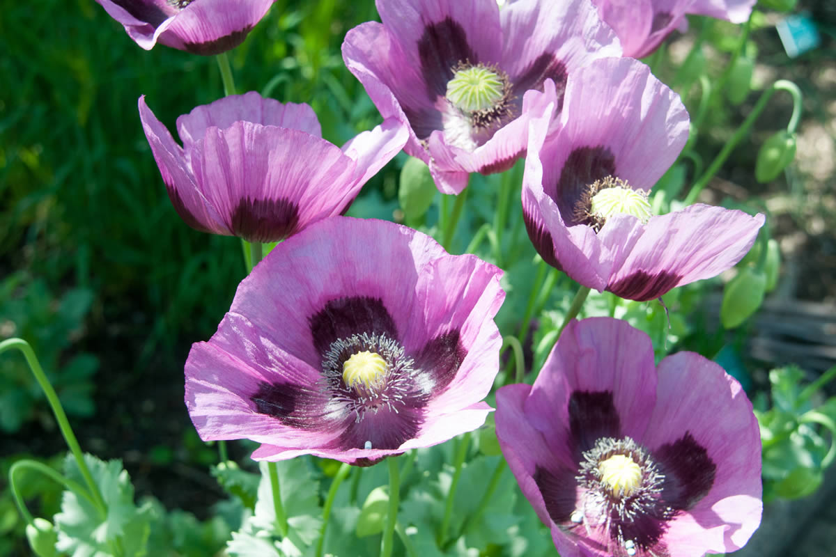 Mohnblumen aus Asien