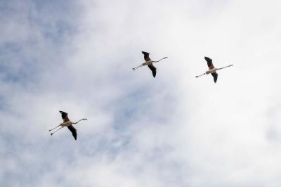 Flamingos im Flug