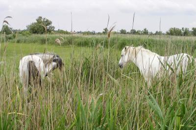 Pferde in der Camargue