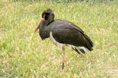 Schwarzstorcch in der Camargue