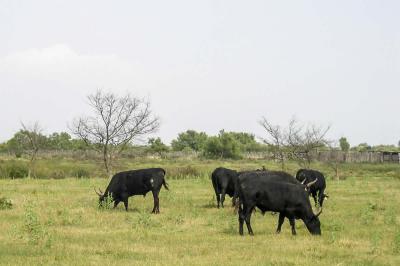 Stiere in der Camargue