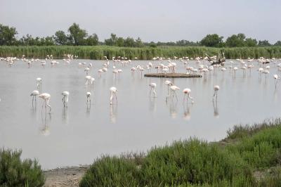Flaingos in der Camargue