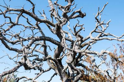 Abgestorbener Baum Gorge de l'Oppedette